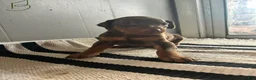 Doberman Pinscher dogs for sale: Black Collar - Ad 1