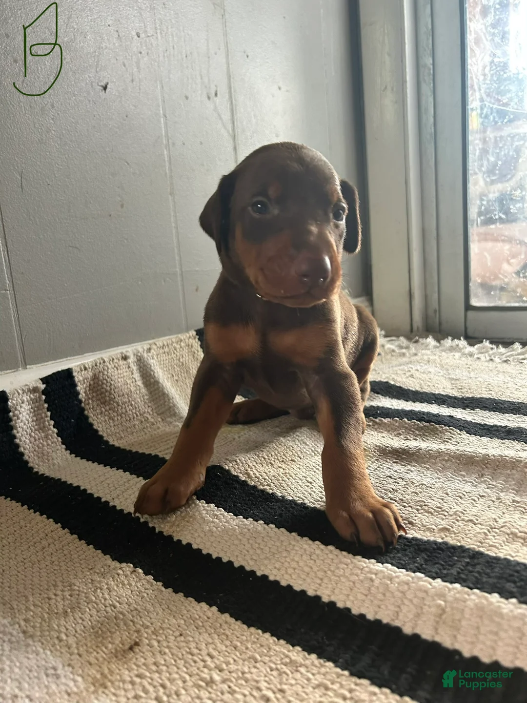 Doberman Pinscher dogs for sale: Black Collar - Ad 1