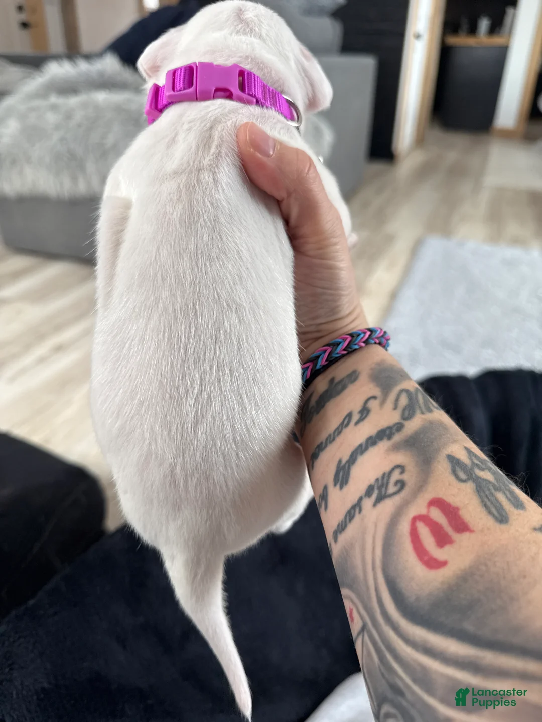 Dogo Argentino dogs for sale: Pick of litter female  - Ad 2