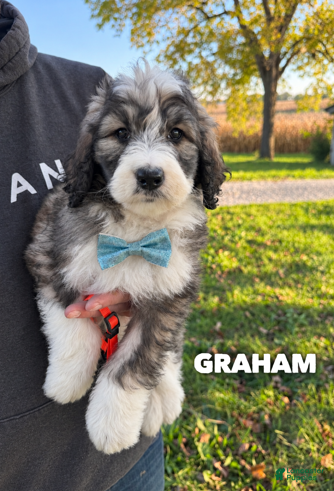 Saint Berdoodles dogs for sale: Graham - standard f1b - Ad 5