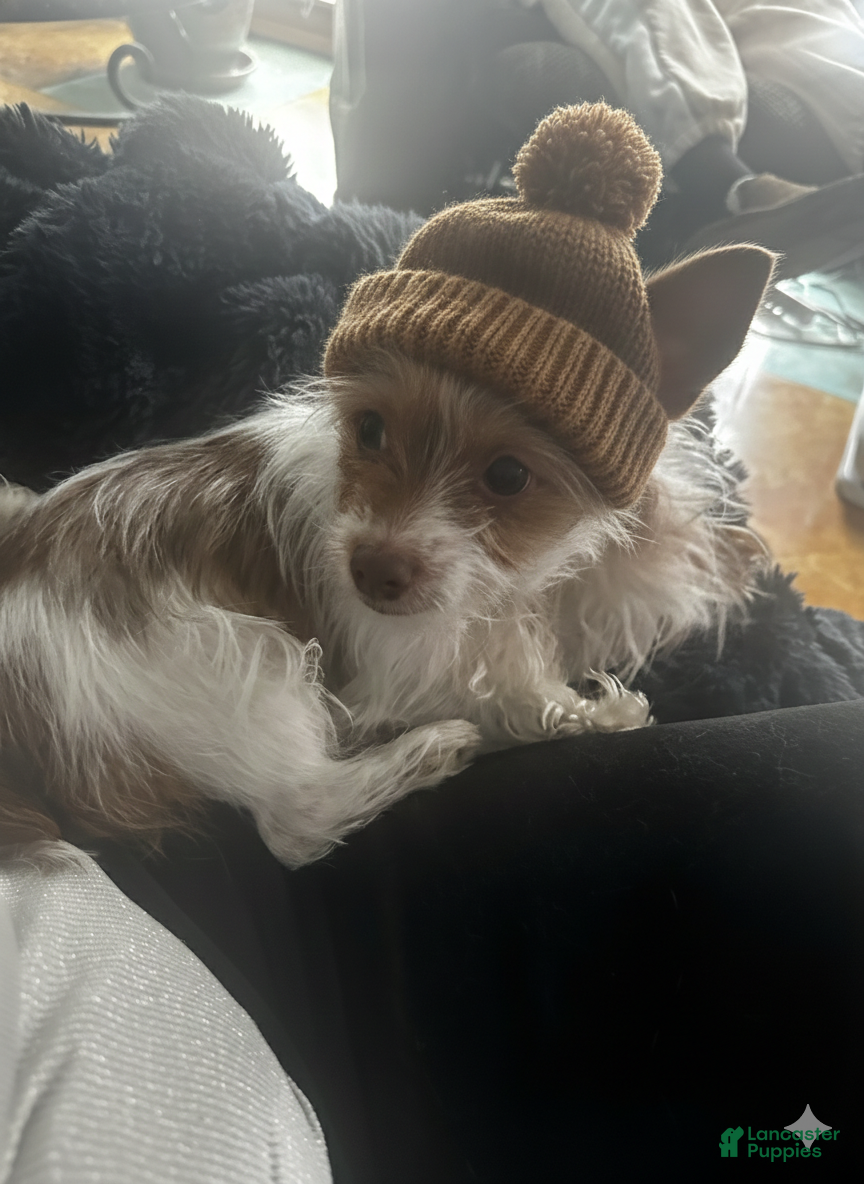 Yorkshire Terrier dogs AKC Cash - Ad 29