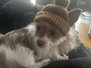 Yorkshire Terrier dogs AKC Cash - Ad 29