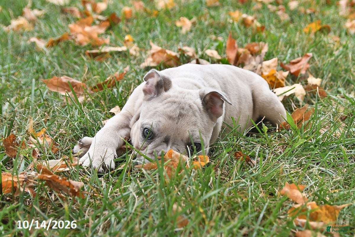 Frenchton dogs Poppy - Ad 2