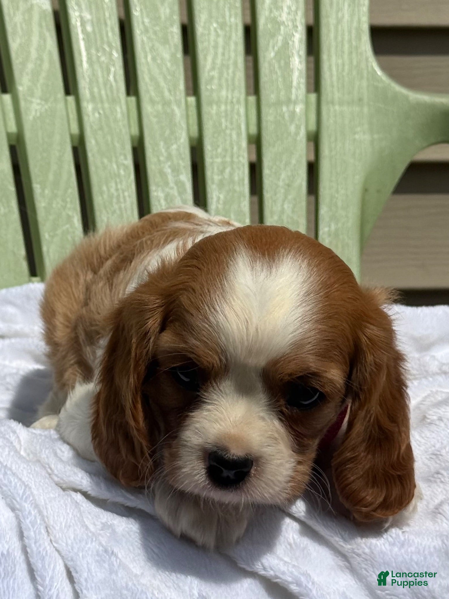 Cavalier King Charles Spaniel dogs Cavalier King Charles Spaniel 4 - Ad 2