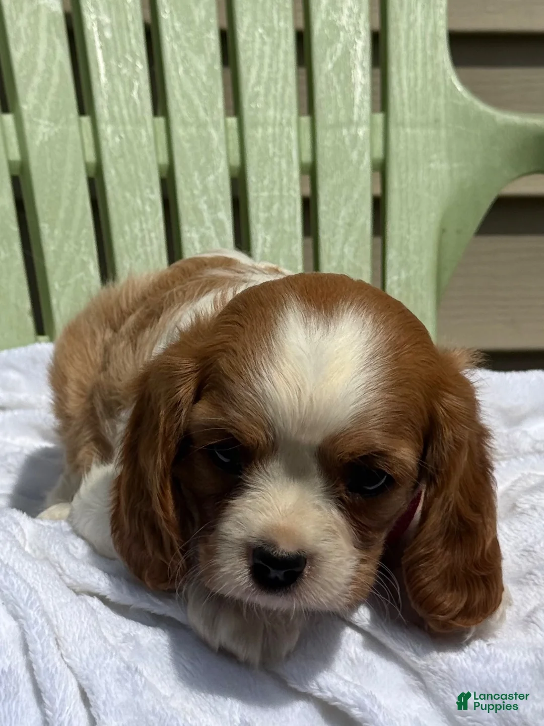 Cavalier King Charles Spaniel dogs for sale: Cavalier King Charles Spaniel 4 - Ad 2