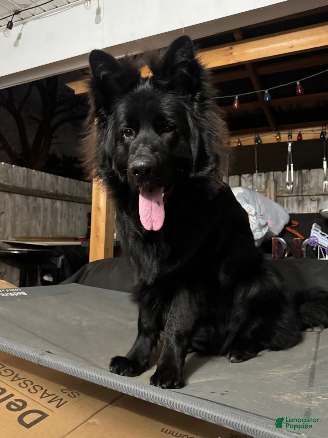 German Shepherd dogs for sale: Simba - Ad 2