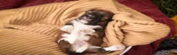 Havanese dogs for sale: Champ Havanese  - Ad 2