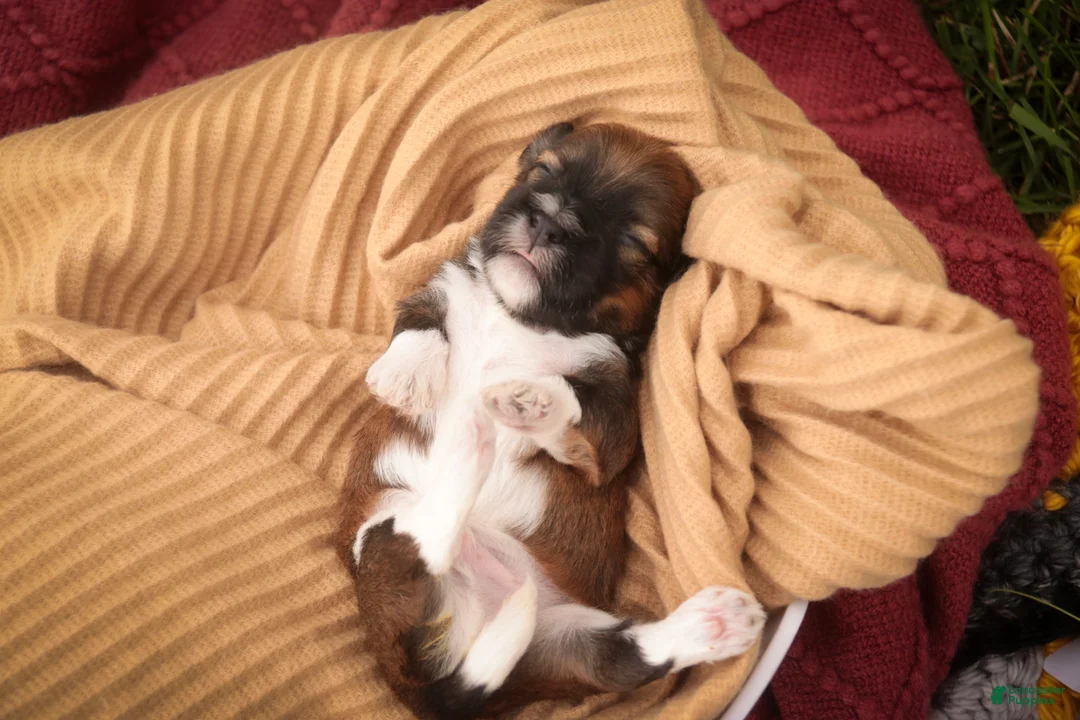Havanese dogs for sale: Champ Havanese  - Ad 2