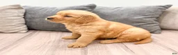 Golden Retriever dogs for sale: Tyler - Ad 4