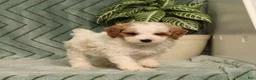 Miniature Poodle dogs for sale: Gecko - Ad 3