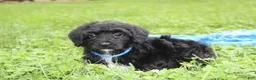 Yorkiepoo dogs for sale: Ranger  - Ad 23