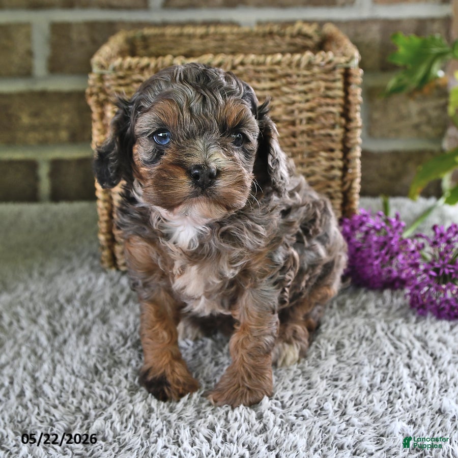 Cavachon dogs Hazlenut - Ad 2