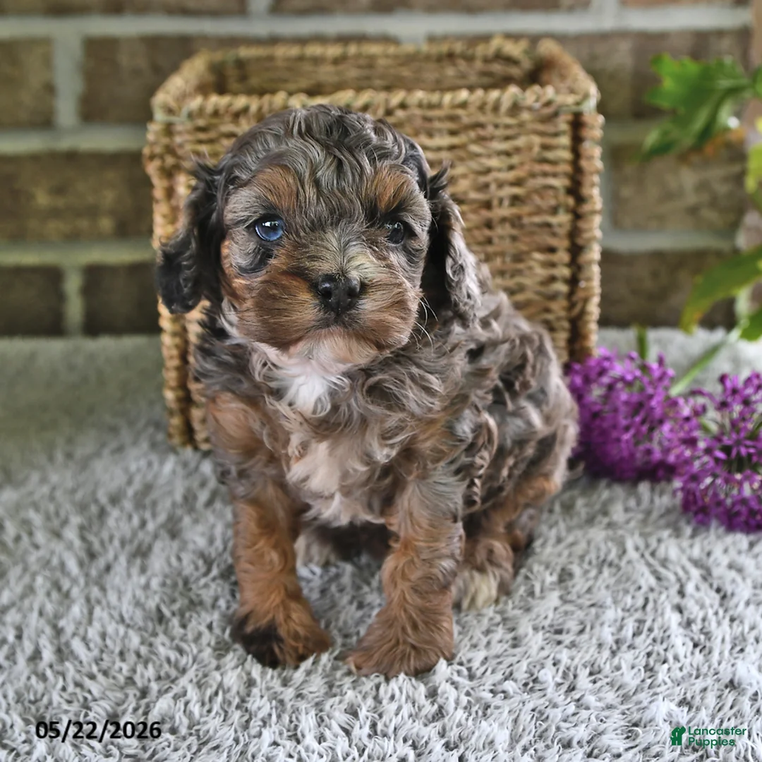 Cavachon dogs for sale: Hazlenut - Ad 2