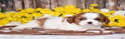 Cavalier King Charles Spaniel dogs for sale: Gunner - Ad 1