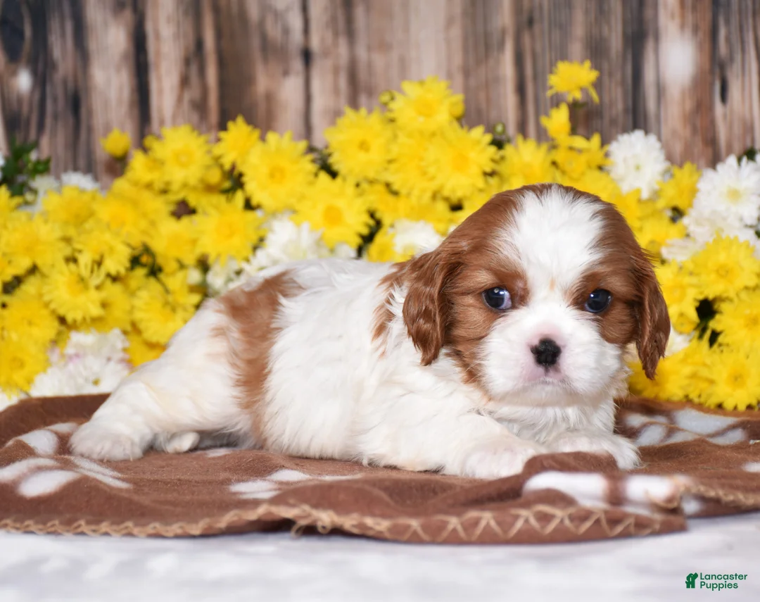 Cavalier King Charles Spaniel dogs for sale: Gunner - Ad 1