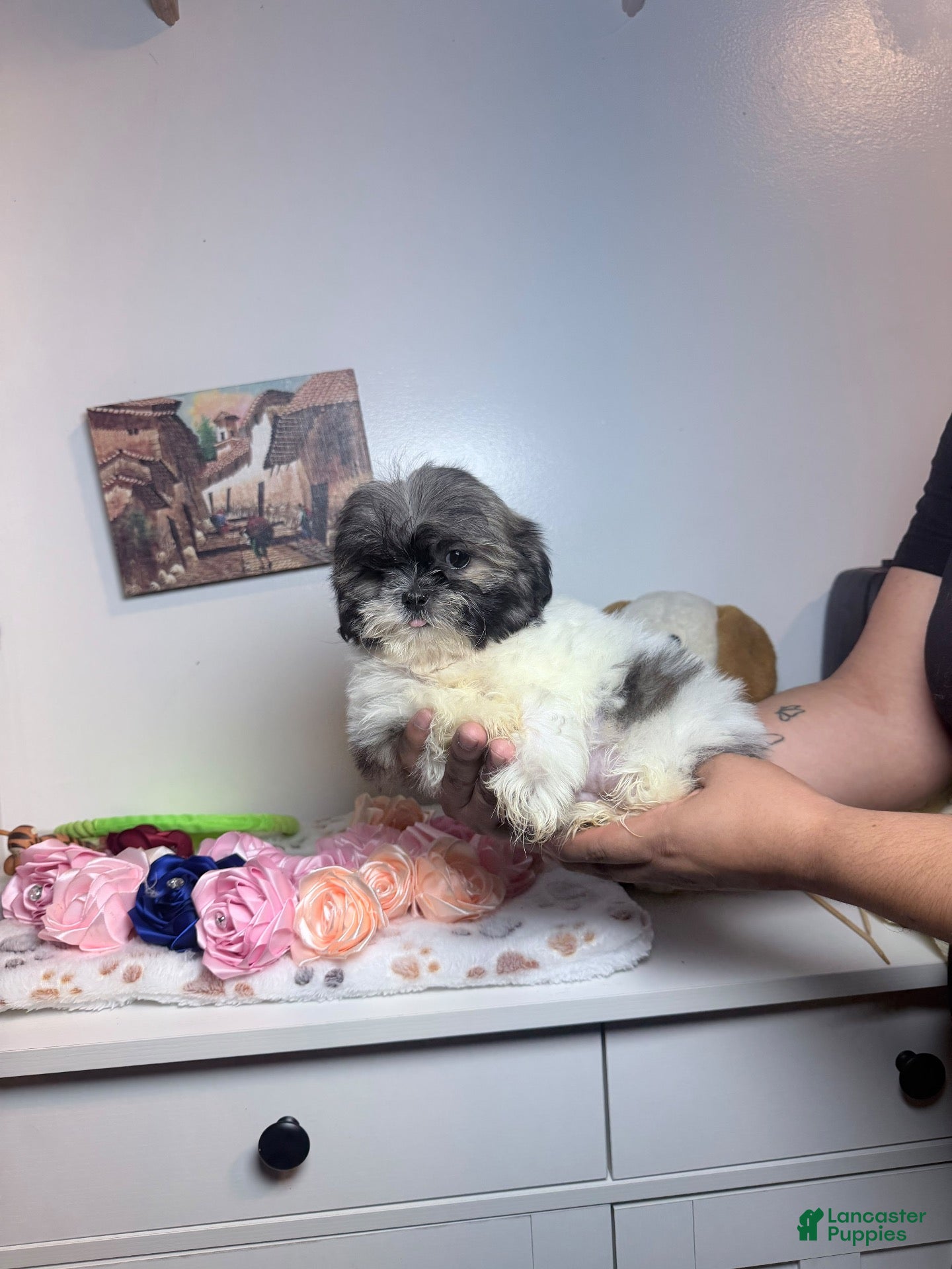 Shih Tzu dogs Toby - Ad 2