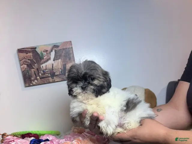 Shih Tzu dogs for sale: Toby - Ad 2