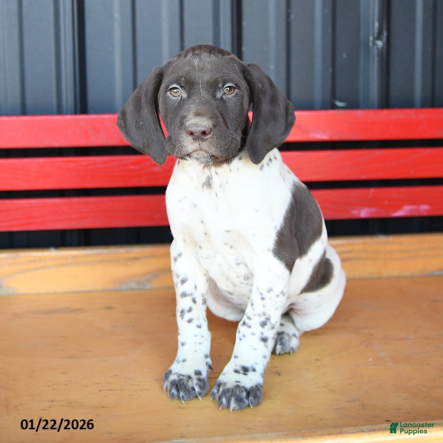 German Shorthaired Pointer dogs Billy - Ad 2