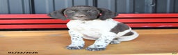 German Shorthaired Pointer dogs for sale: Billy - Ad 2