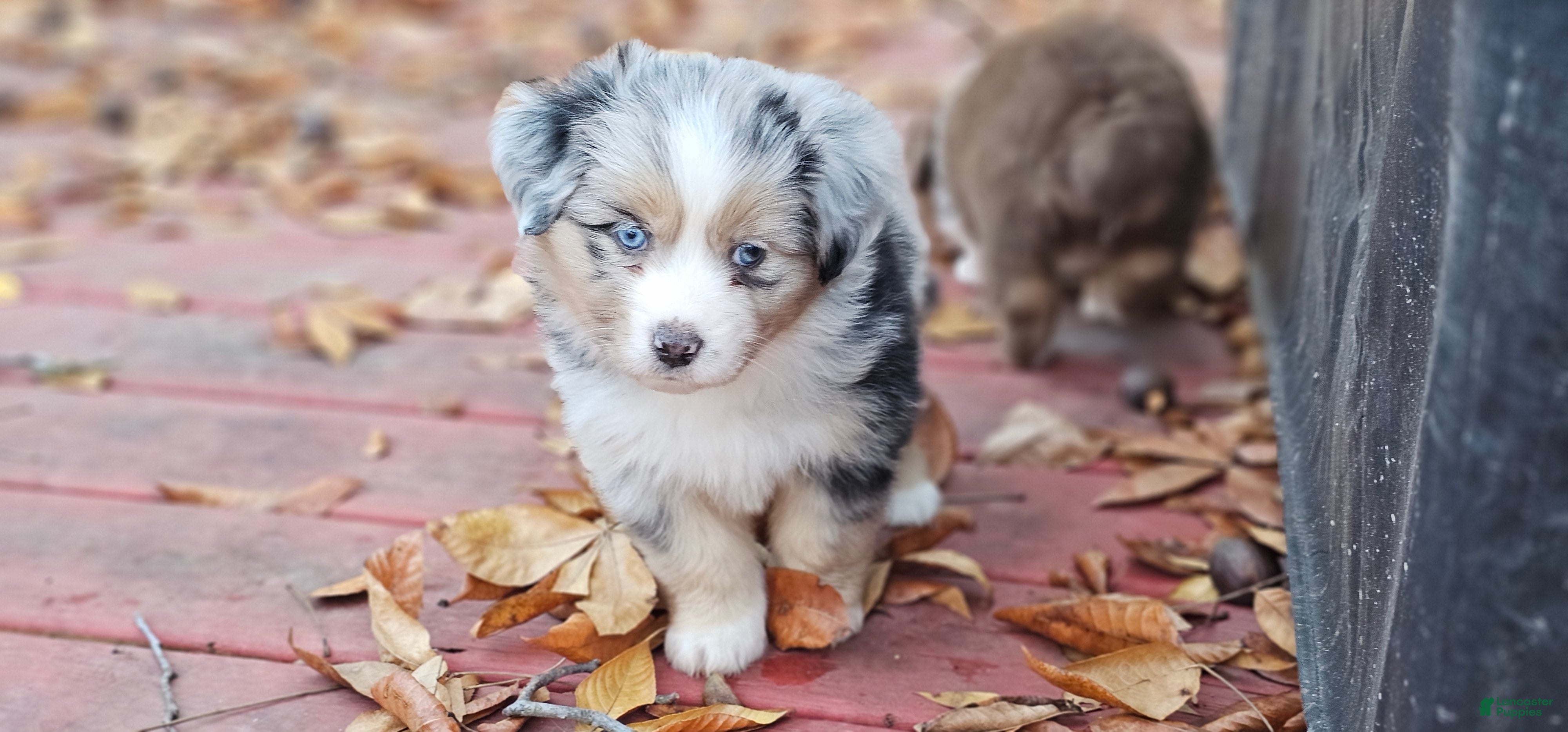 Miniature Australian Shepherd dogs Sprinkle  - Ad 3