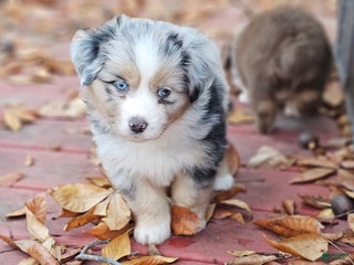 Miniature Australian Shepherd dogs Sprinkle - Ad 3