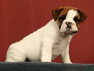 English Bulldog dogs for sale: Daisy - Ad 1