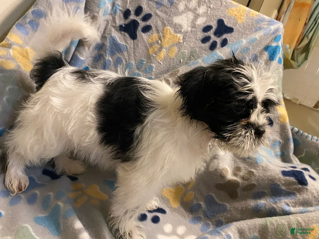 Shihpoo dogs for sale:  Hopper - Ad 2