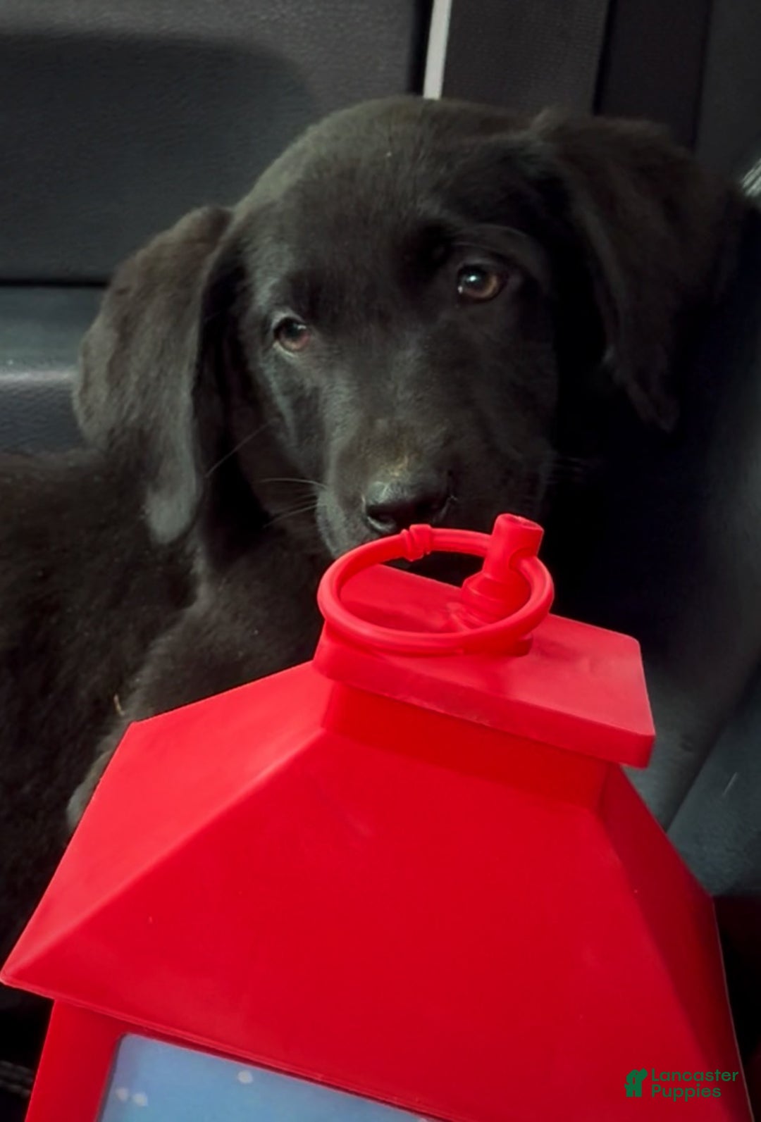 Labrador Retriever dogs for sale: Labrador Retriever Puppy 1 - Ad 10