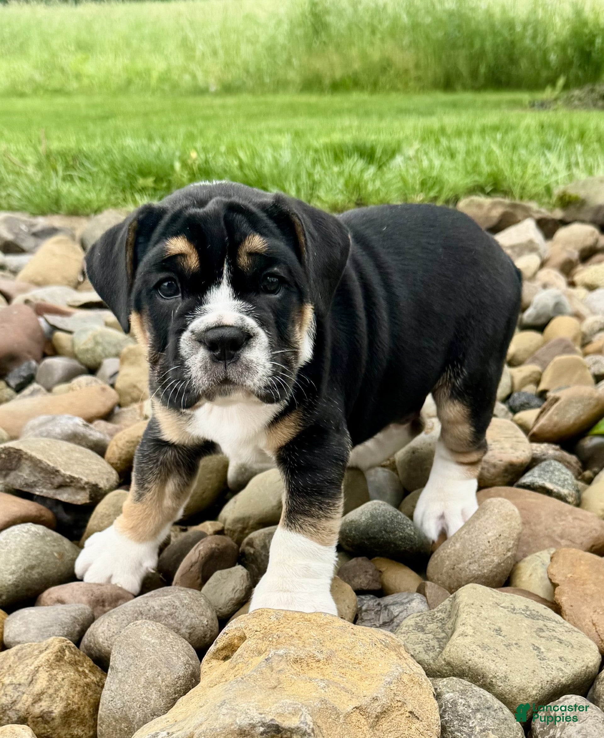 English Bulldog dogs Frankie - Ad 2