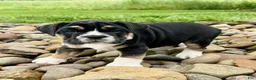 English Bulldog dogs for sale: Frankie - Ad 2