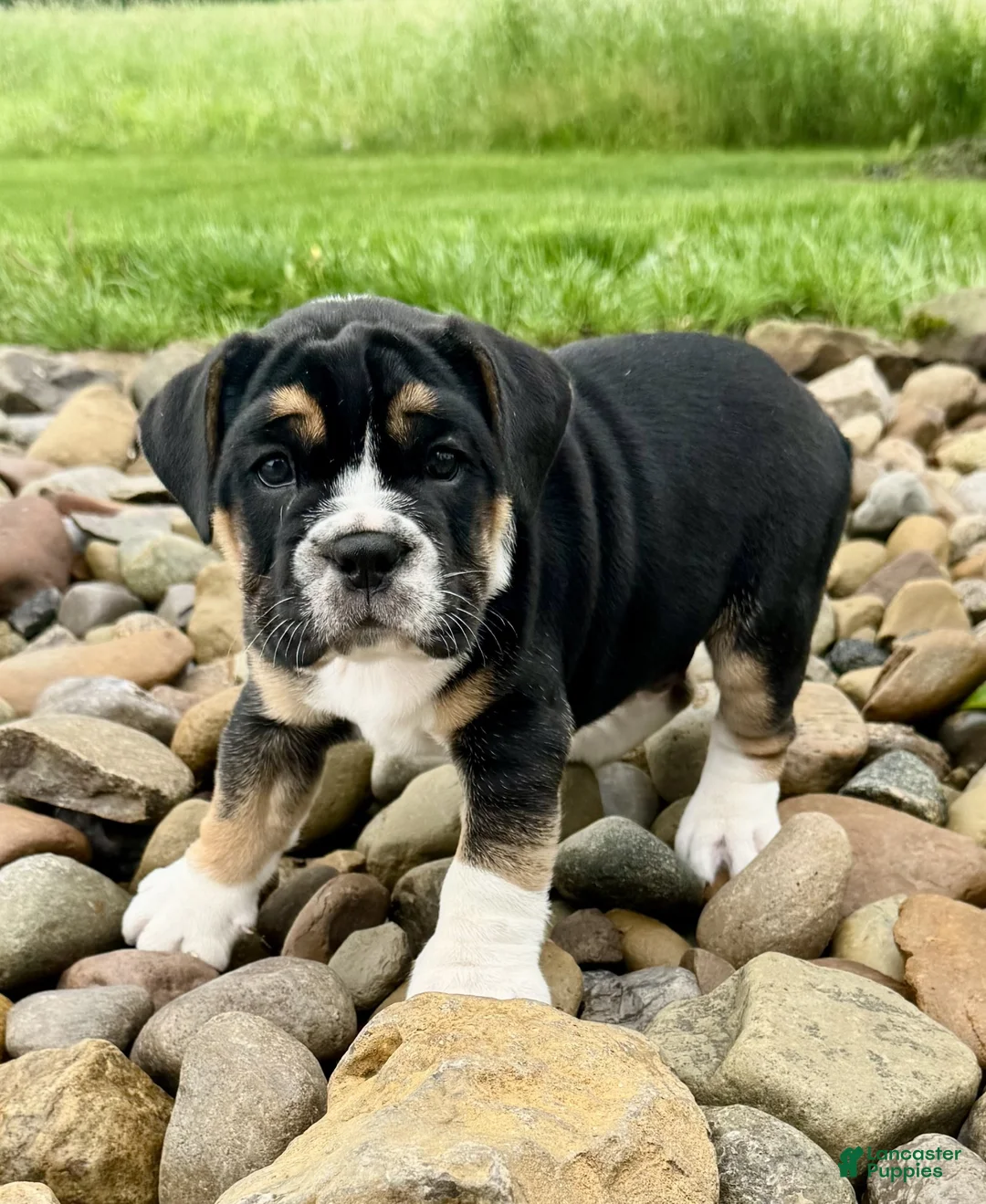English Bulldog dogs for sale: Frankie - Ad 2
