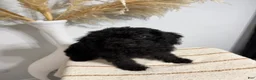 Mini Goldendoodle dogs for sale: Black Girl 2 - Ad 3