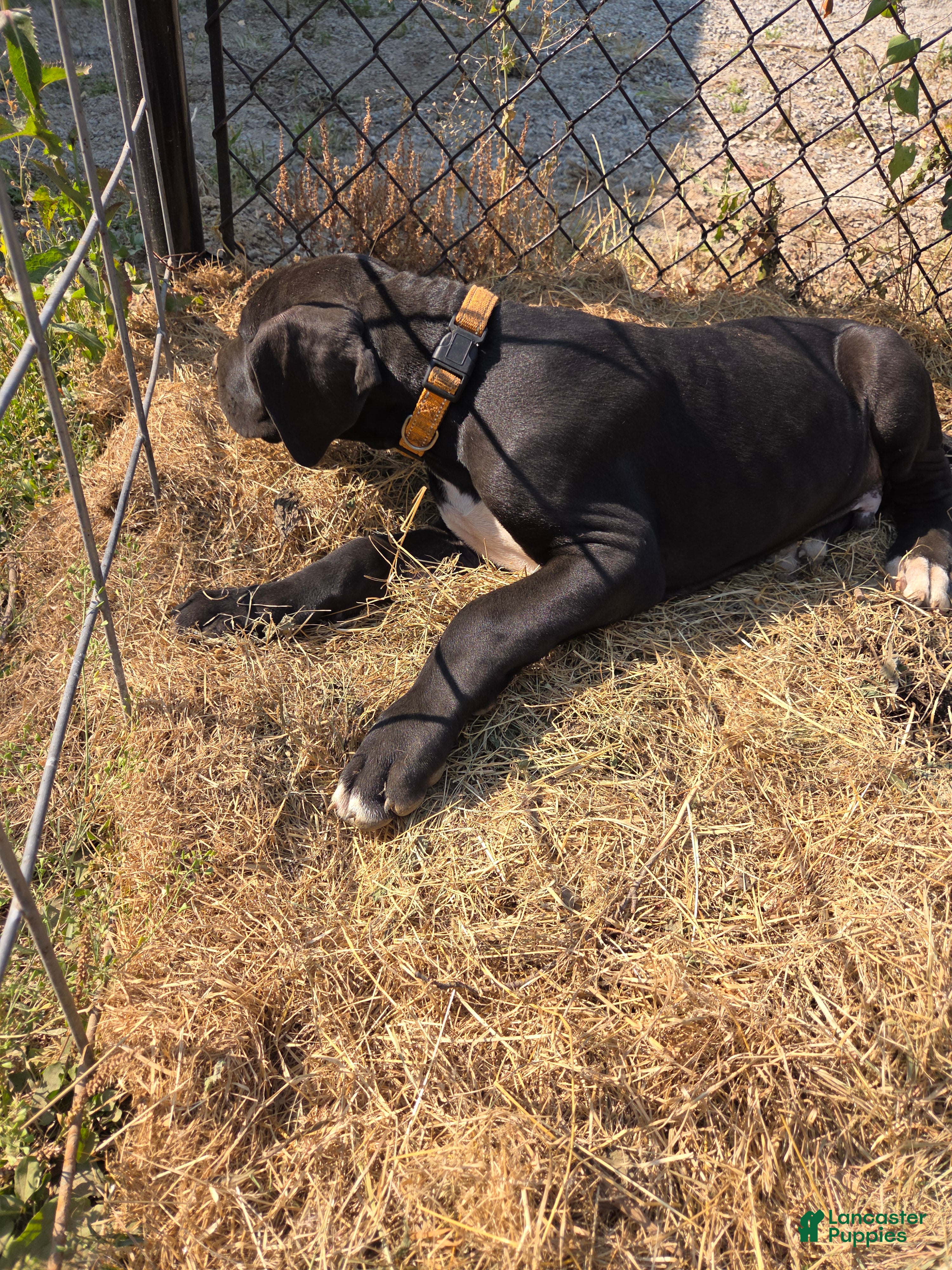 Great Dane dogs Great Dane 7 Burnt Orange collar - Ad 2