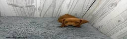 Miniature Dachshund dogs for sale: Clark - Ad 4