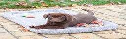 Labrador Retriever dogs for sale: Nutmeg - Ad 2
