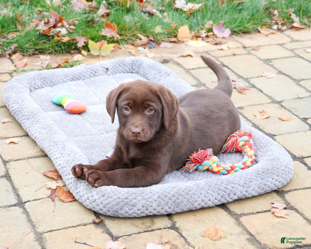 Labrador Retriever dogs for sale: Nutmeg - Ad 2