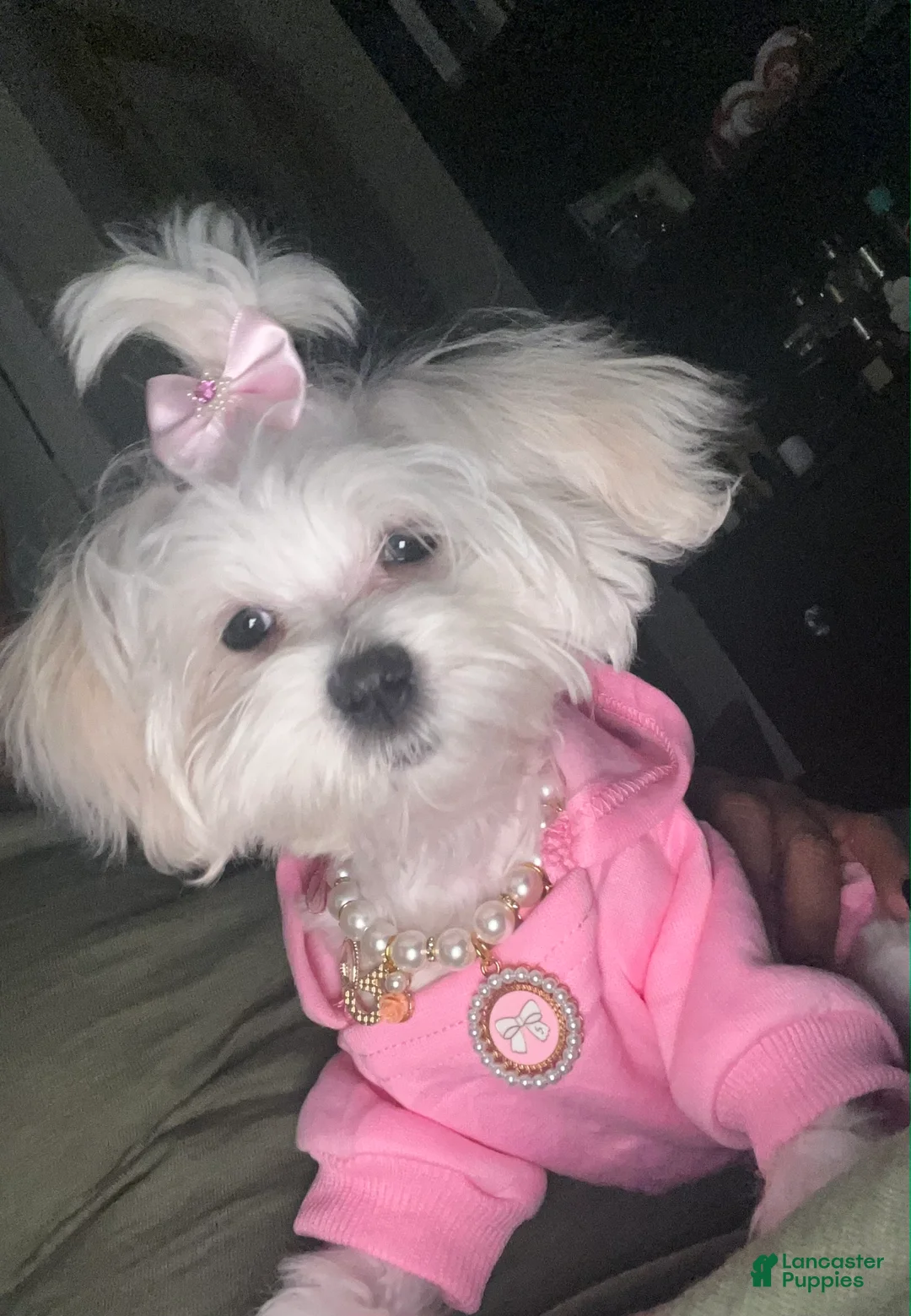 Maltese dogs for sale: Maltese Puppy  - Ad 5