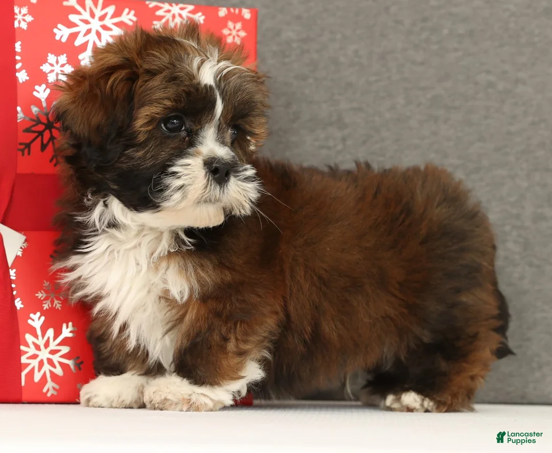 Lhasa Apso dogs for sale: Easton - Ad 5