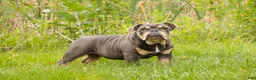 English Bulldog dogs for sale: Xena - Ad 6