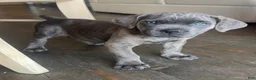 Cane Corso dogs for sale: Isla - Ad 2