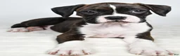 Boxer dogs for sale: Dena - Ad 10