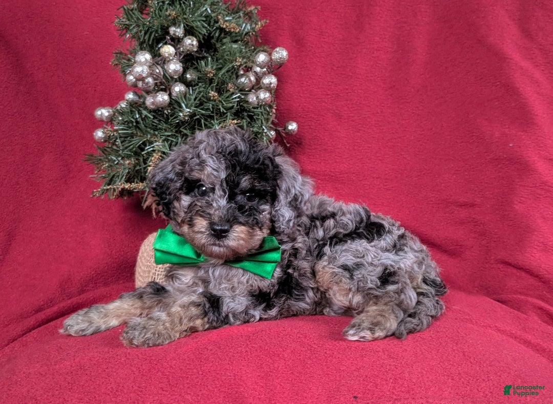 Mini Bernedoodle dogs for sale: Aiden Hypoallergenic - Ad 4