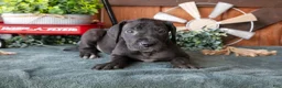 Great Dane dogs for sale: Tulip - Ad 3