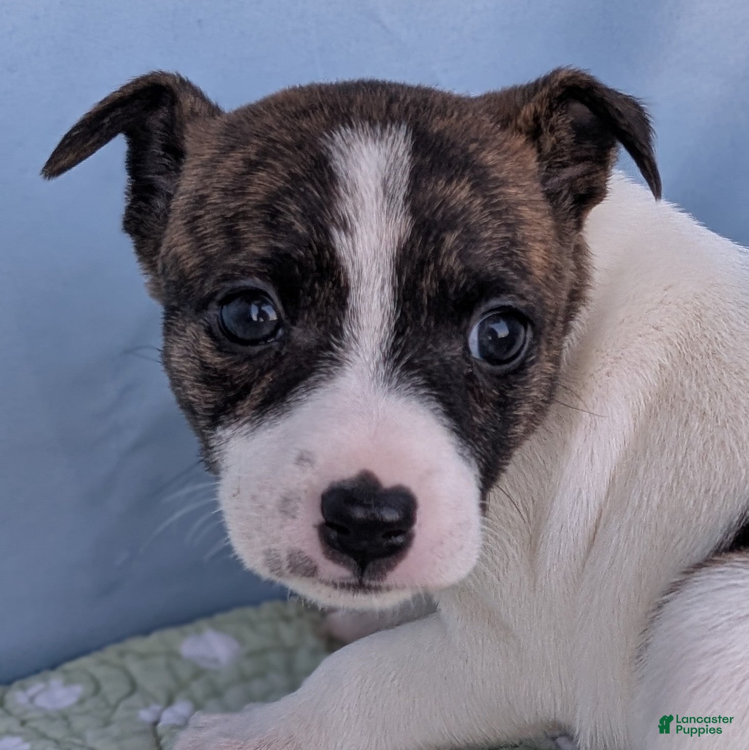 Rat Terrier dogs Chai - Ad 13