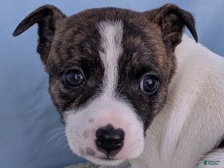 Rat Terrier dogs Chai - Ad 13