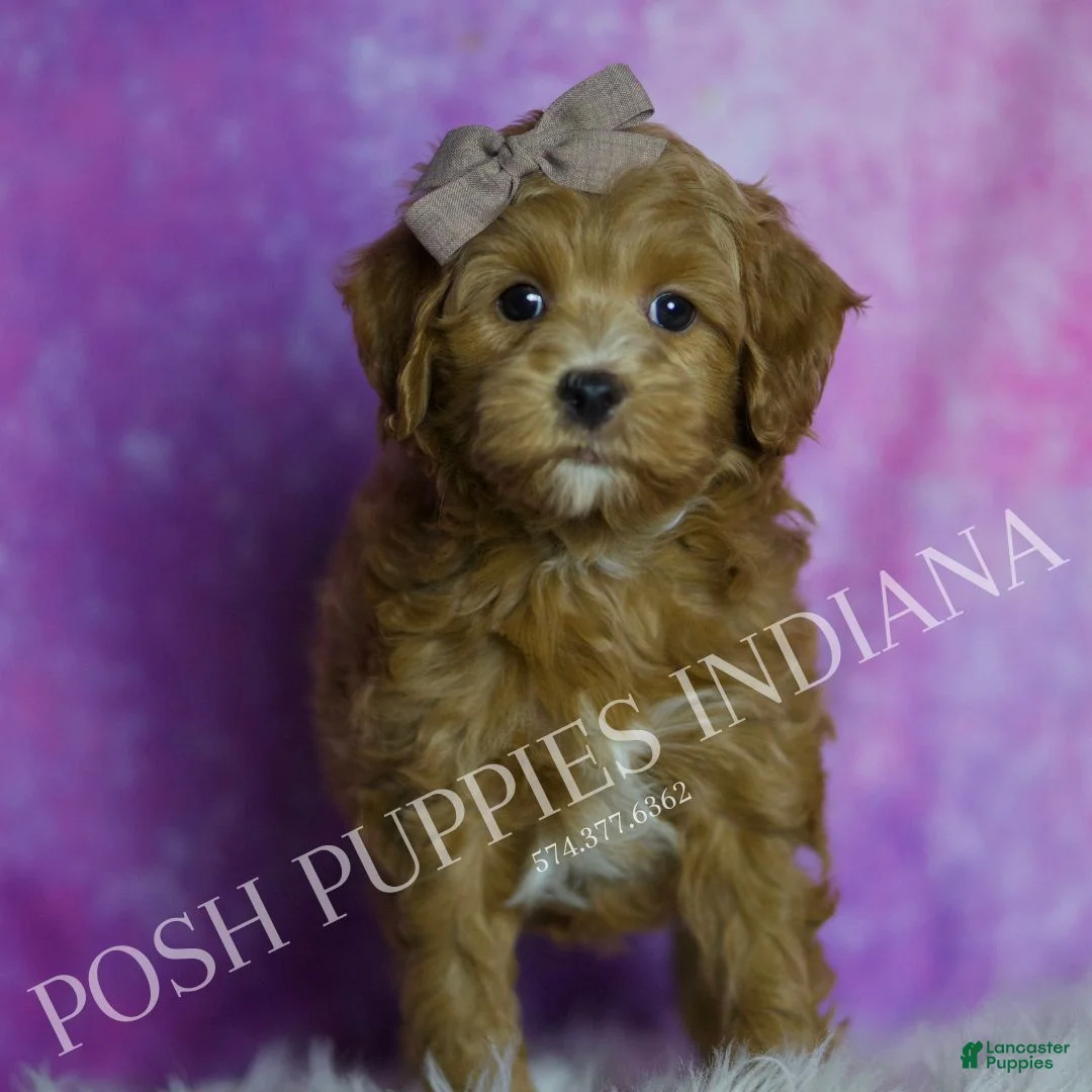 Maltipoo dogs for sale: Toodles - Ad 2