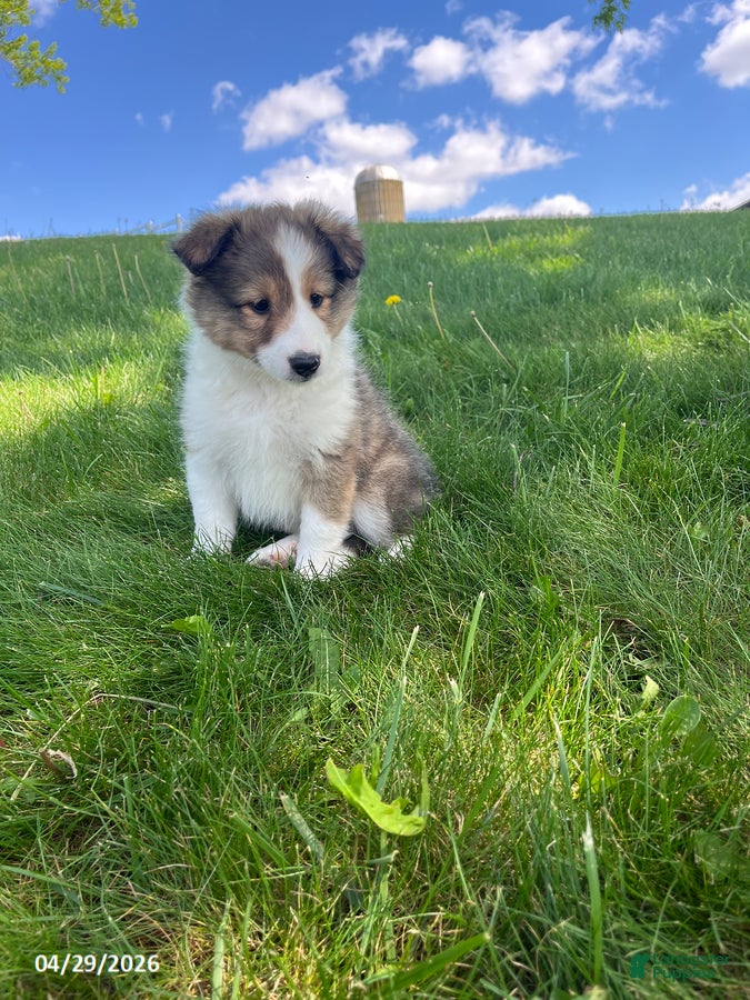 Shetland Sheepdog dogs Brenda - Ad 1