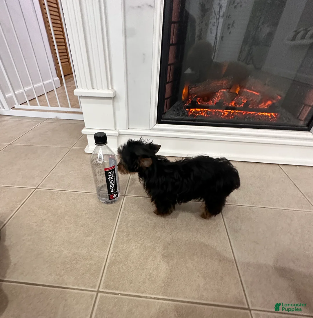 Yorkshire Terrier dogs for sale: Jakey- TEACUP who is also Potty and Crate Trained  - Ad 2