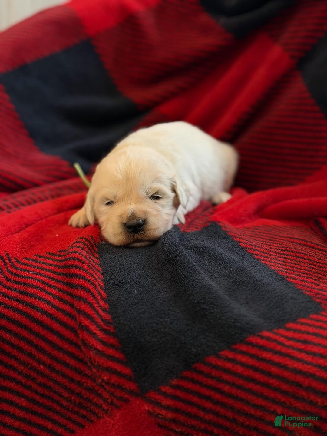 Golden Retriever dogs for sale: Hank - Ad 3