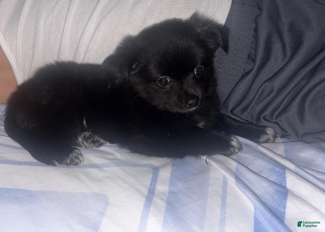 Chihuahua dogs for sale: Fluffy Chihuahua puppy male  - Ad 2